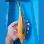 spesial jagung bakar 30 cm