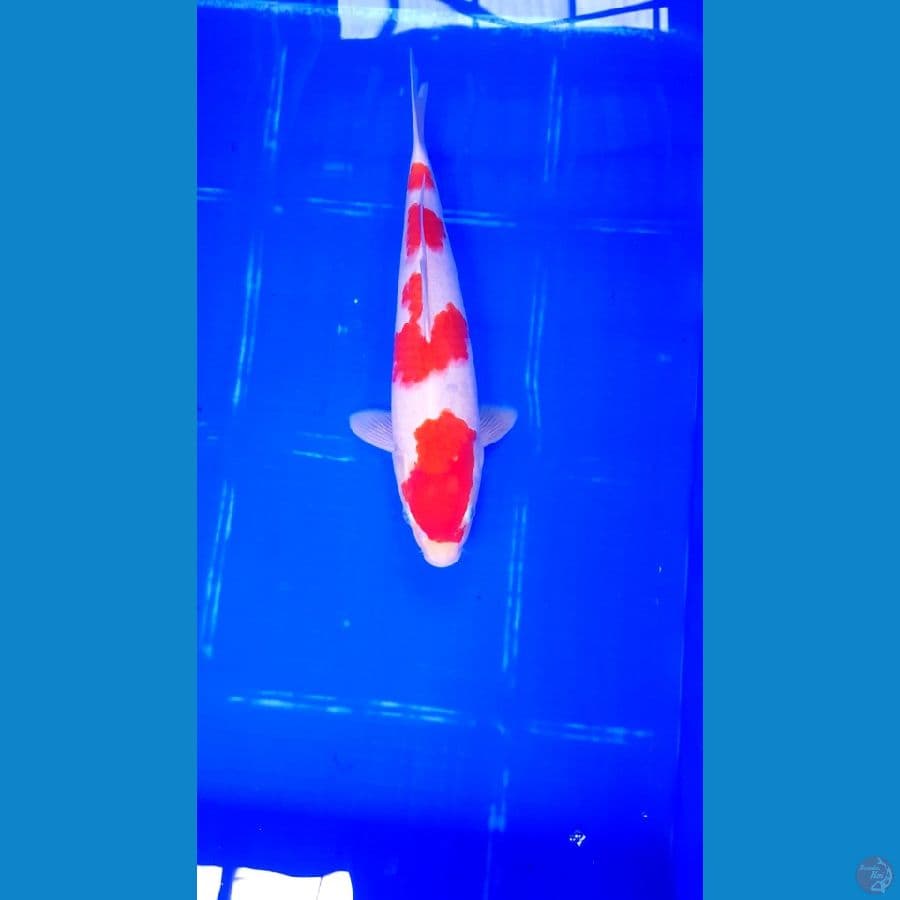 KOHAKU 32CM