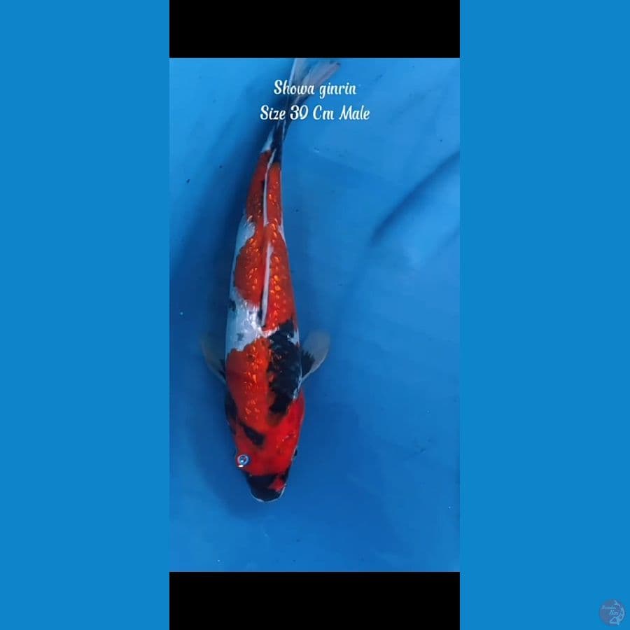 Showa ginrin joss 30cm