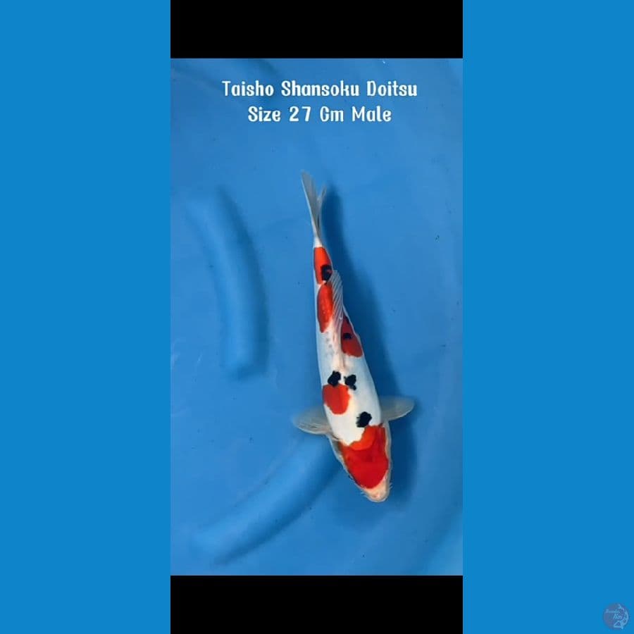 Taisho Shansoku doit 27cm