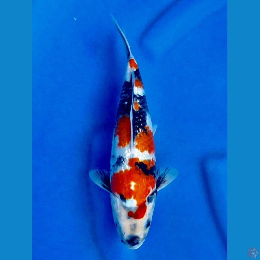 shogin 28cm 