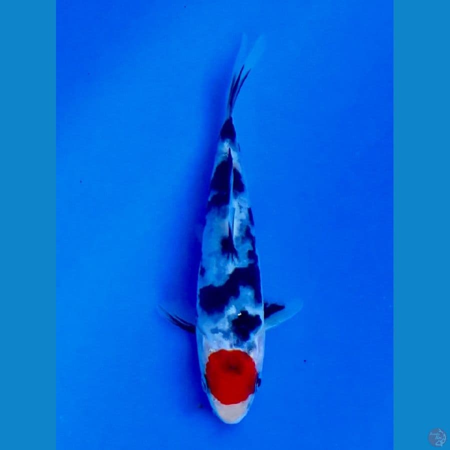 tc showa mini 12cm