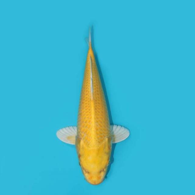 35 CM - OGON