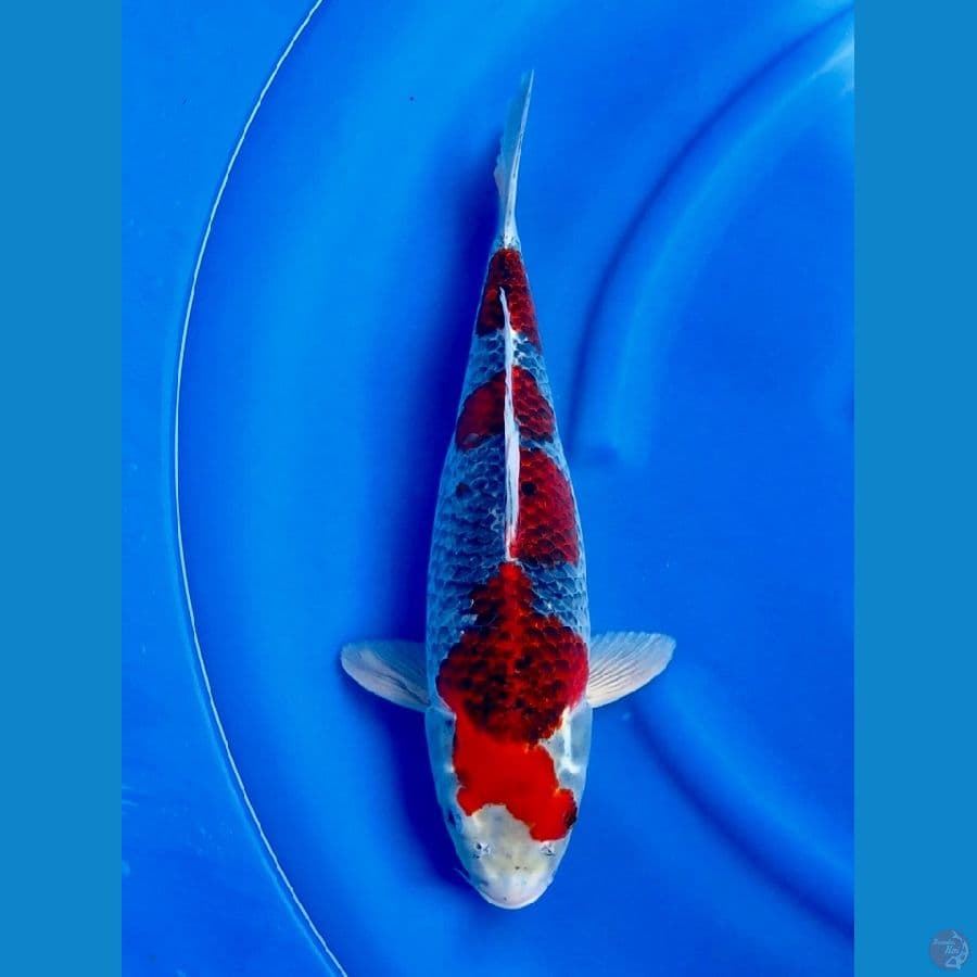 Gosiki original 45cm