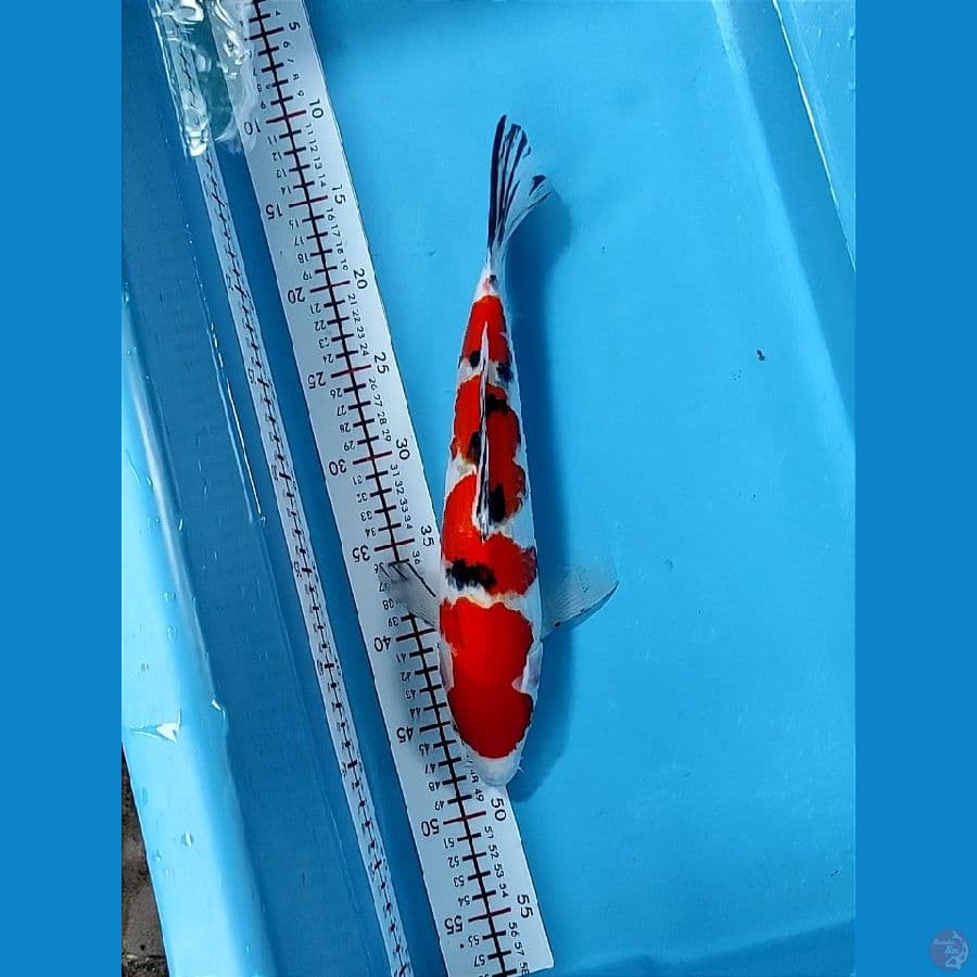 33cm