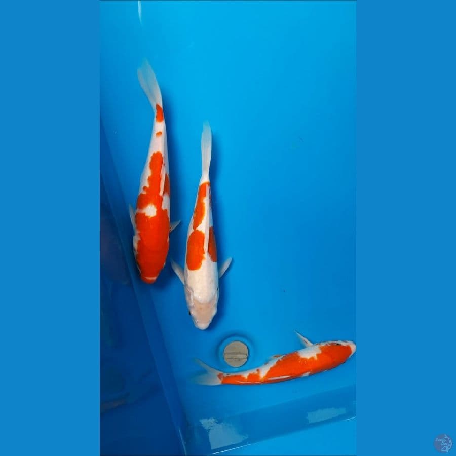 mix 25-28cm
