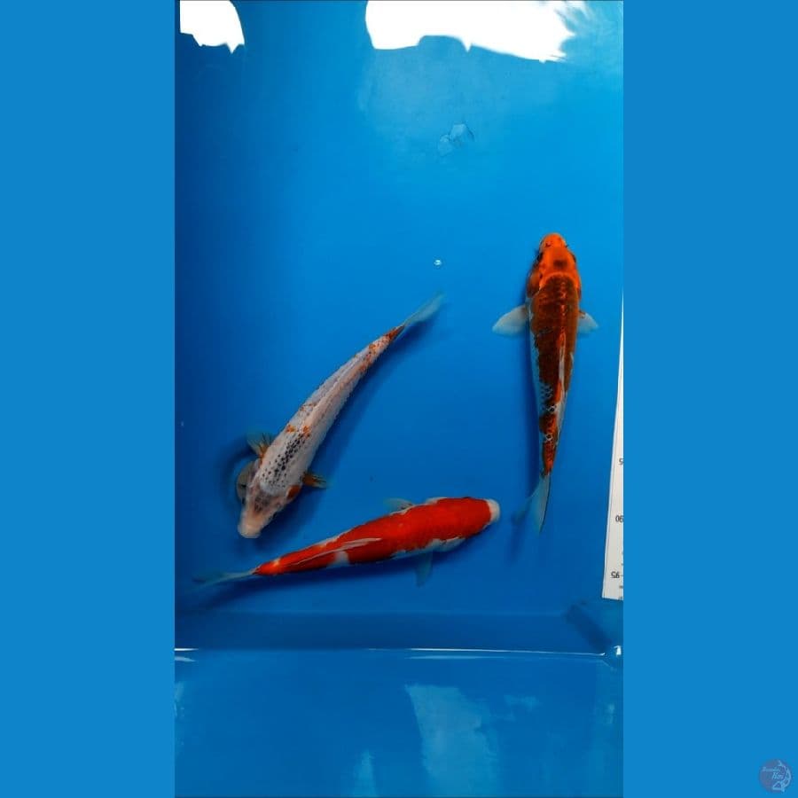 mix 24cm