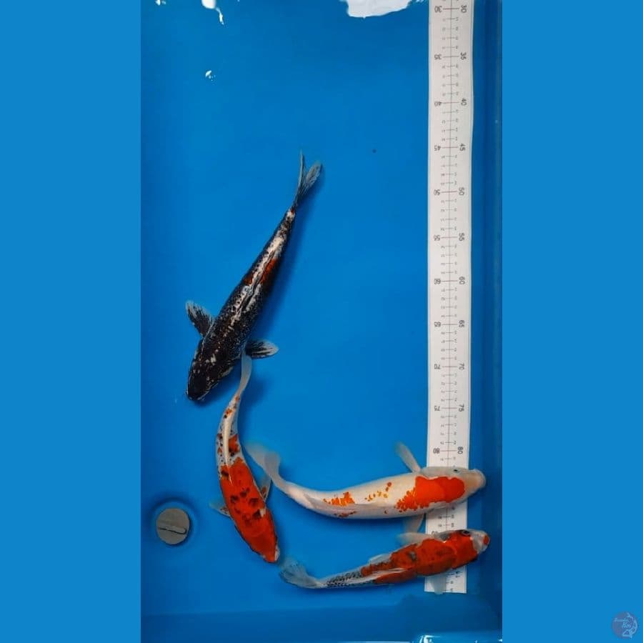 mix 25-30cm