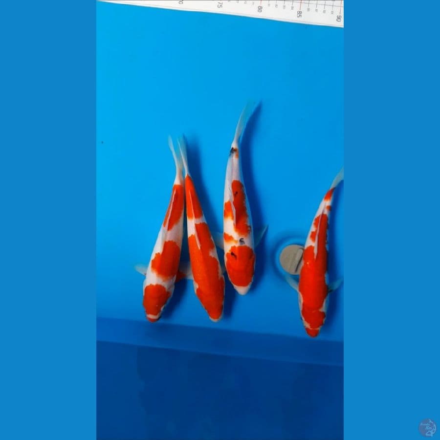 mix 23-24cm