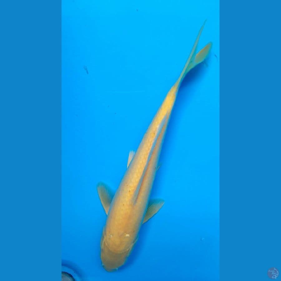 karashi matamerah 28cm