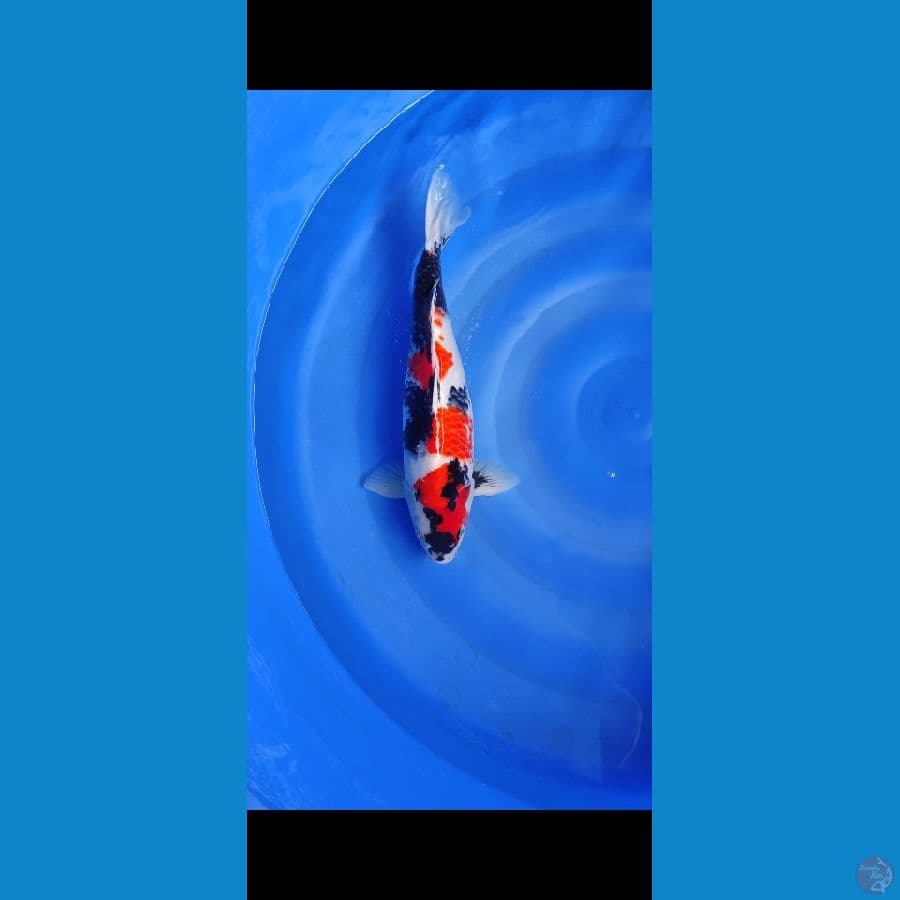 Showa 45cm Jantan