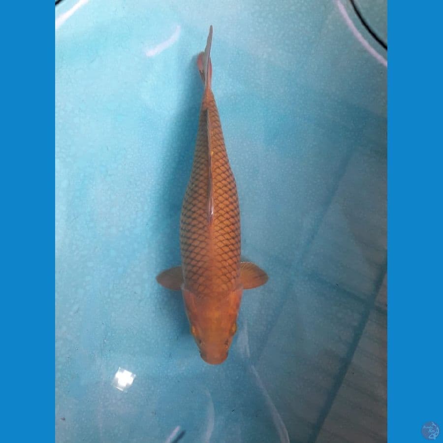 Chagoi ring rapi 38 Cm
