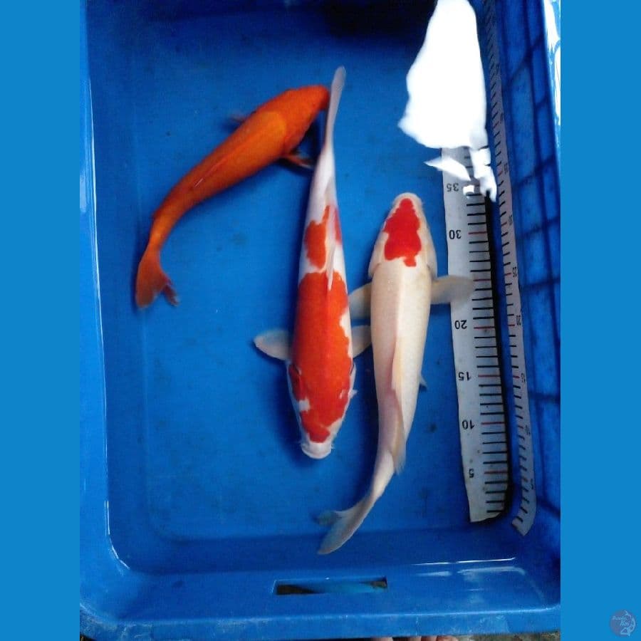 ancho kohaku aka