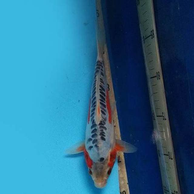 22CM - SHUSUI 