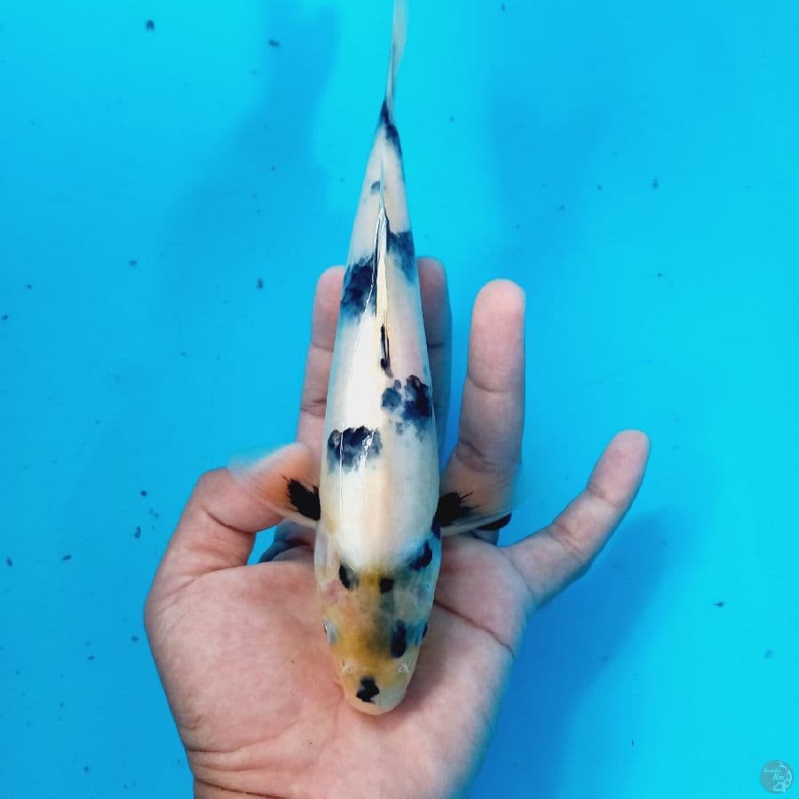 SHIRO//24 CM 