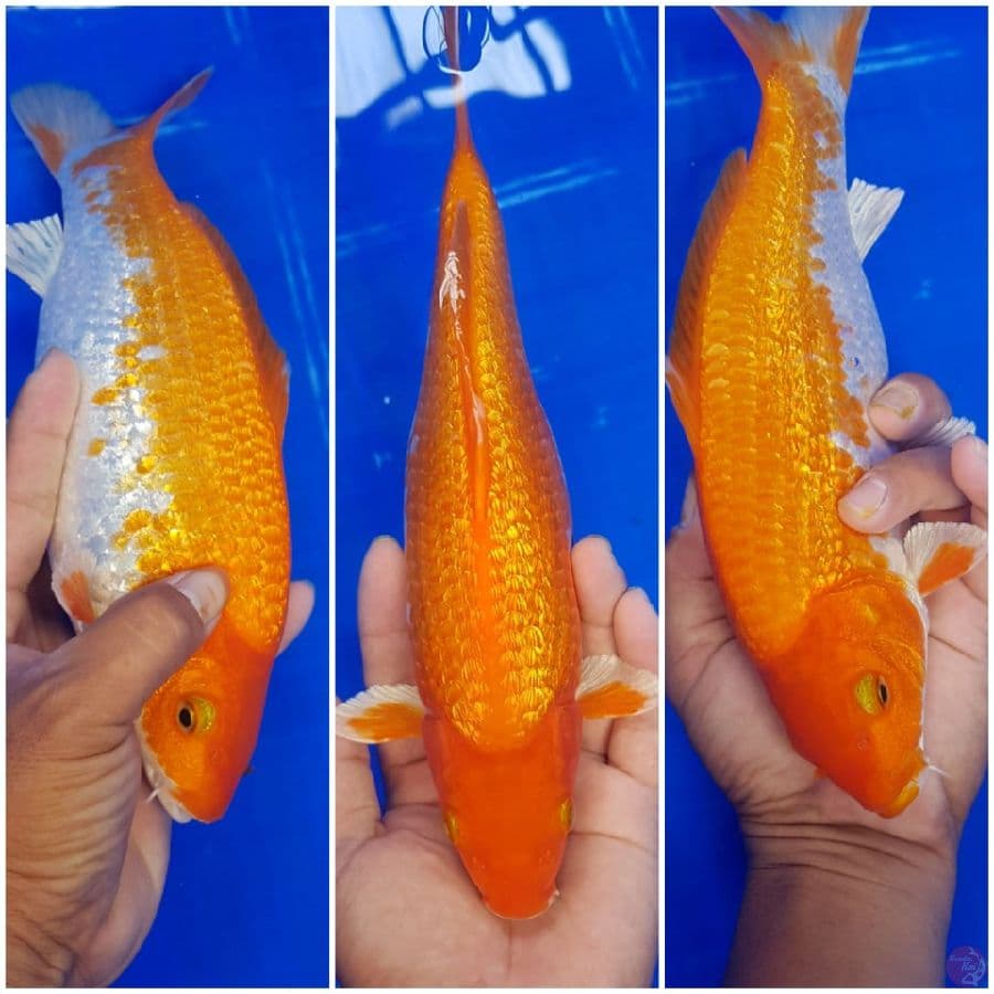 kohaku Ginrin padat 25 cm