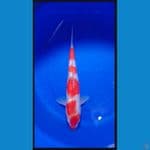 kohaku