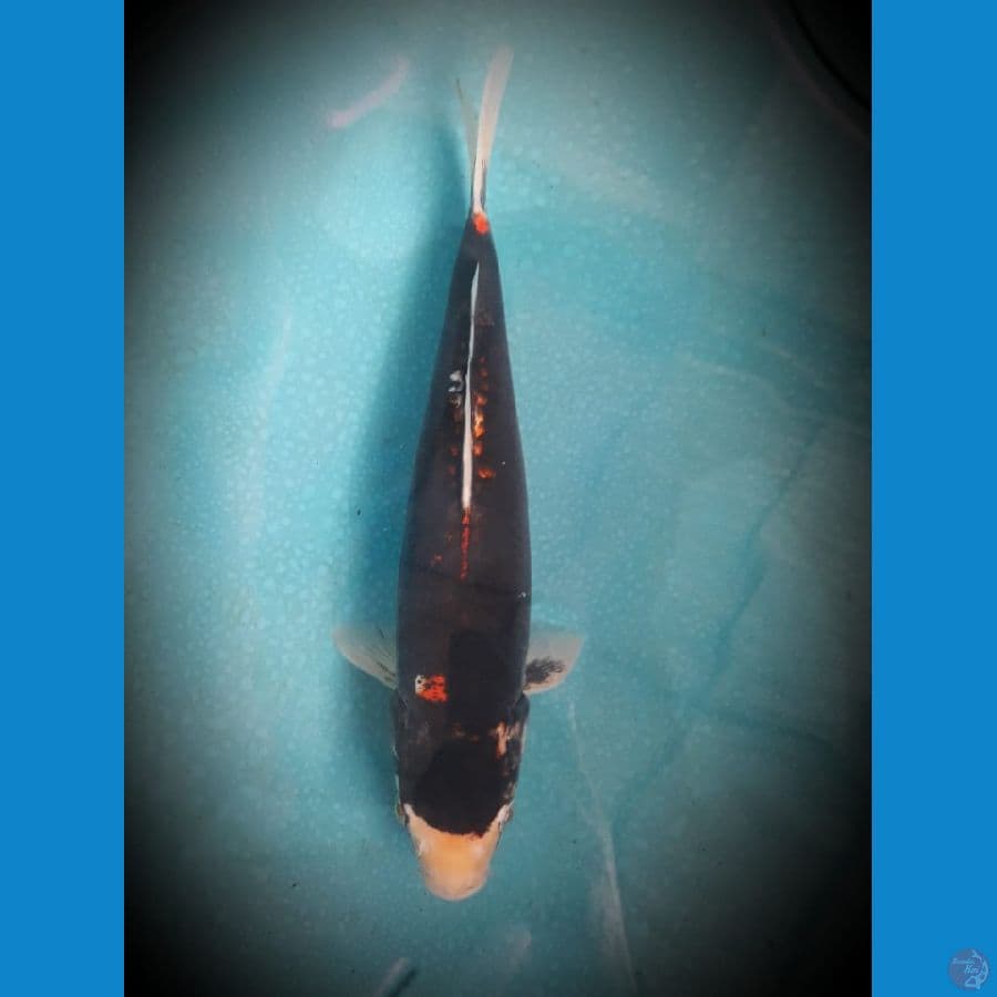 Beni kumon 35 cm