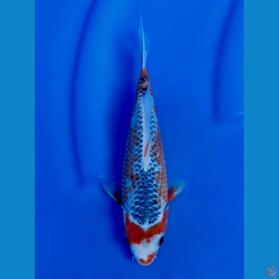 asagi 24cm