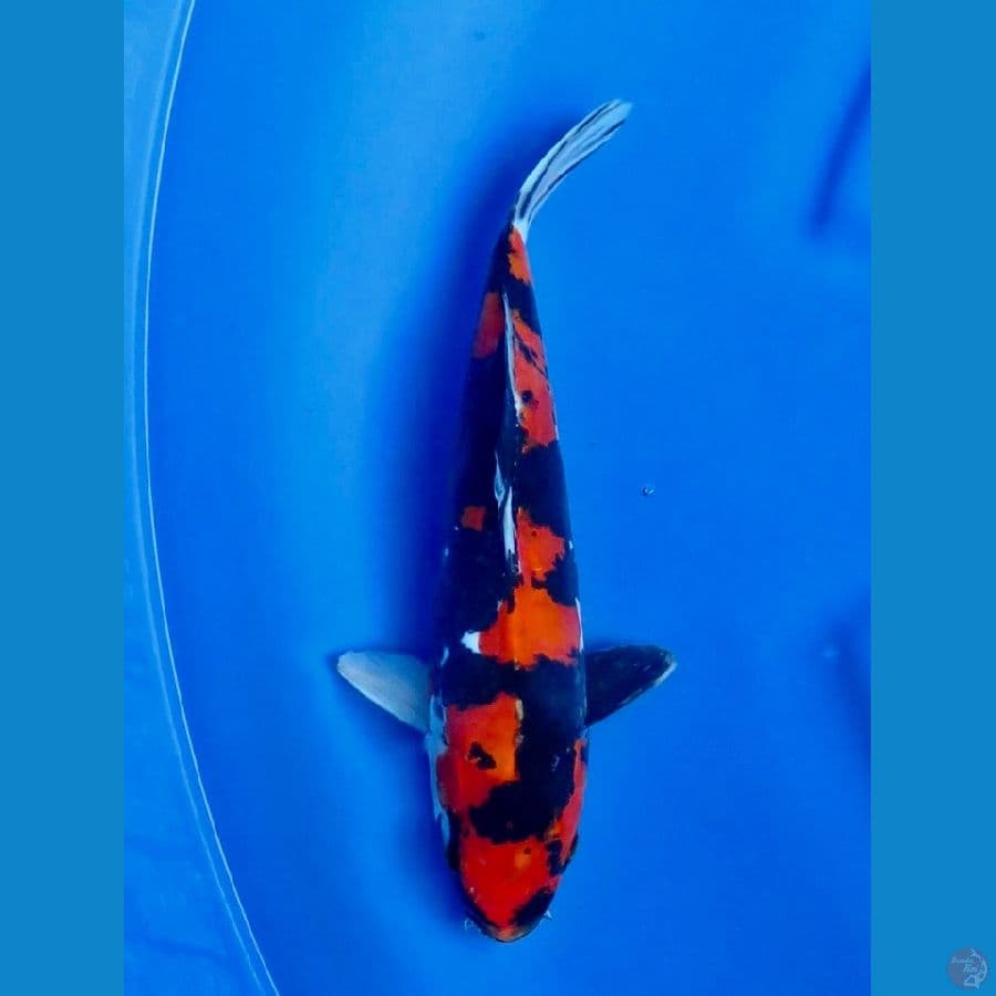 32cm , Doitsu Murni