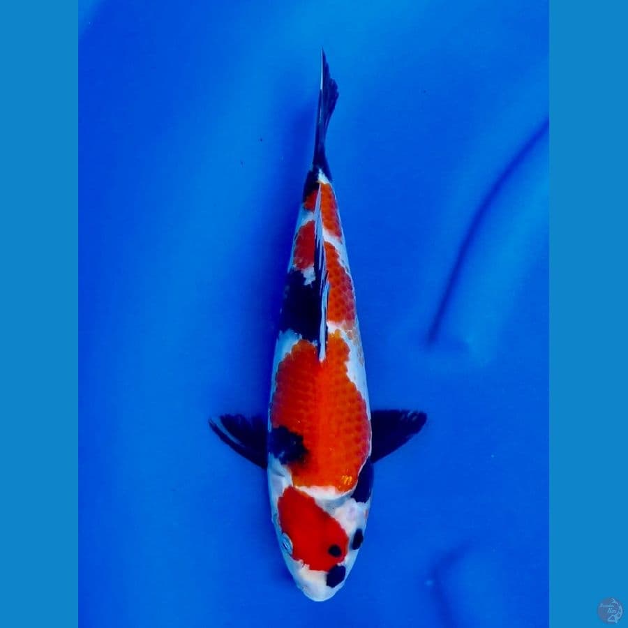 30cm , Kanoko showa red