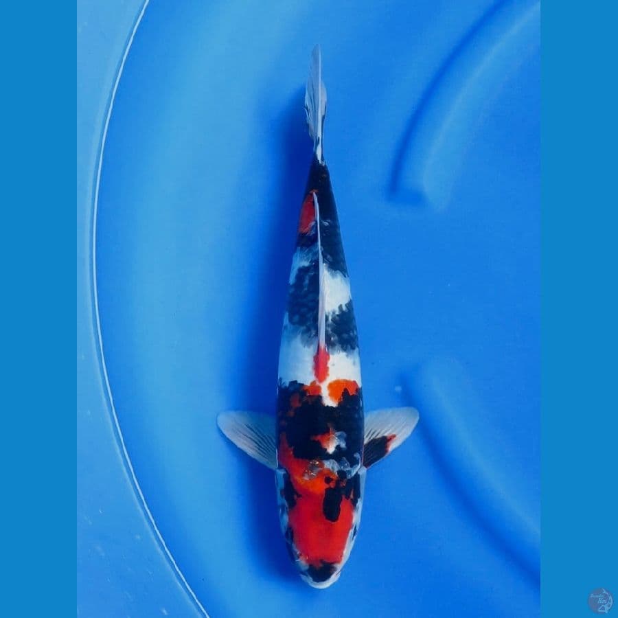 kindai showa 37cm 