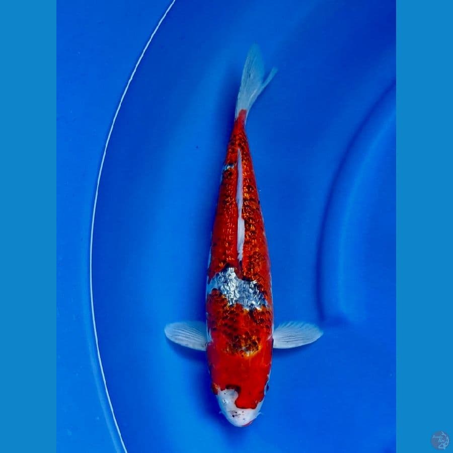 Gosiki gingrin 40cm