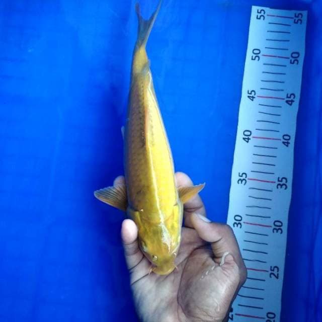 karasi punuk