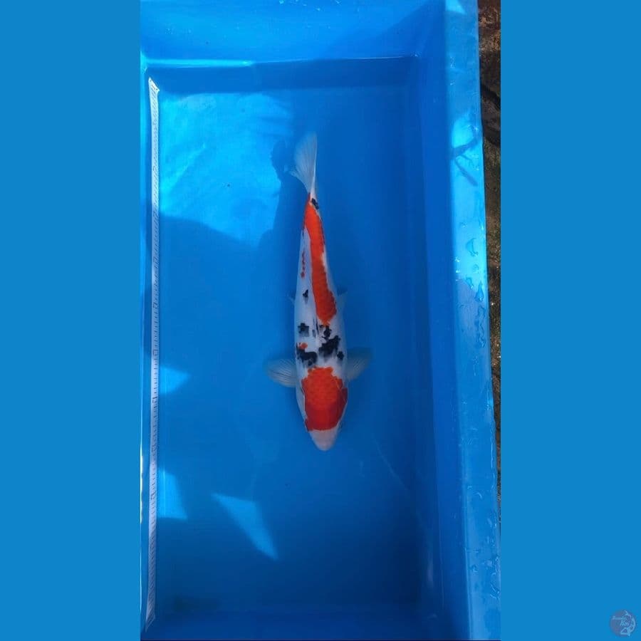 sanke 35cm