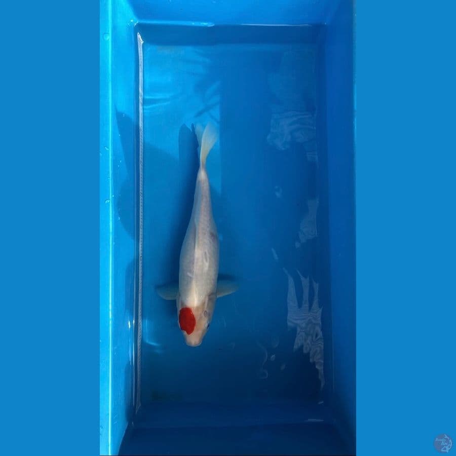 tancho kohaku 36cm