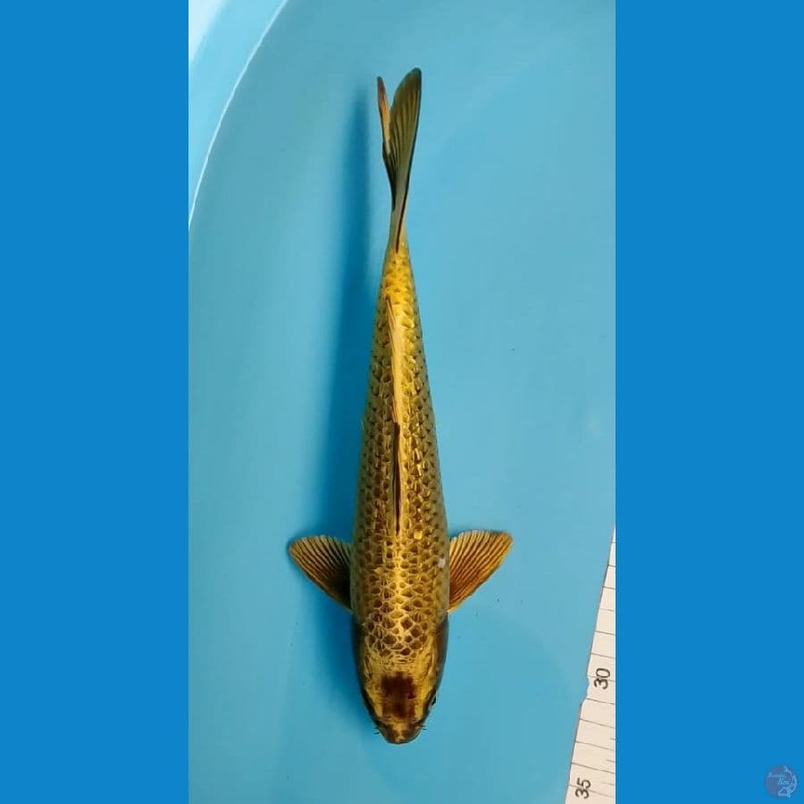 Gold Mukashi Ogon 28cm
