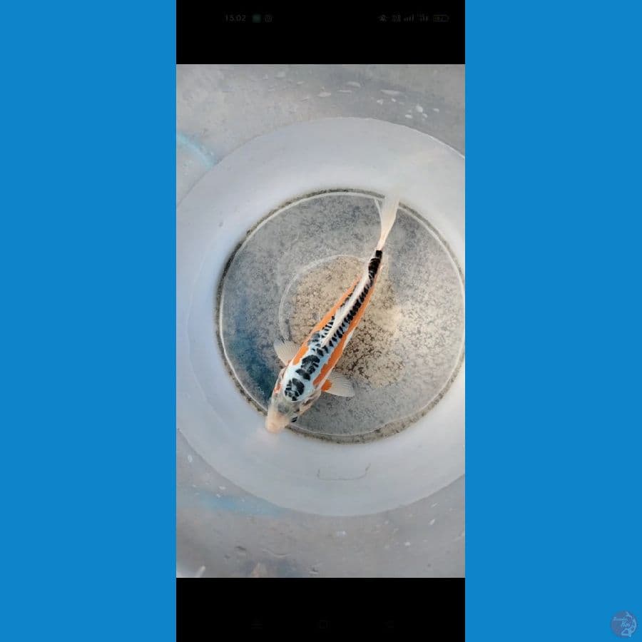 Shusui 25cm