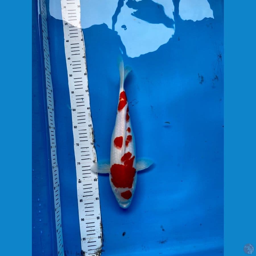JUMBO MARUTEN KOHAKU STRONG 40cm/Fm