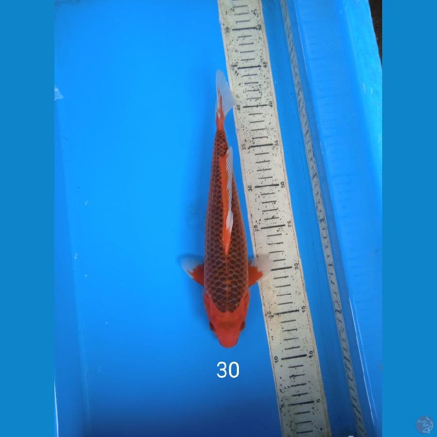 Akamatsuba 30cm