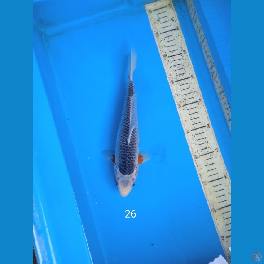 asagi 26cm