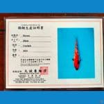 Showa Import 34cm