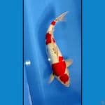 showa ginrin 47cm 
