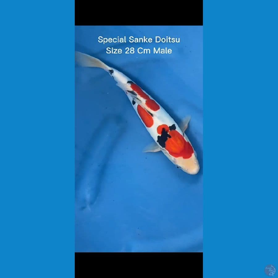Spesial Sanke doit 28cm