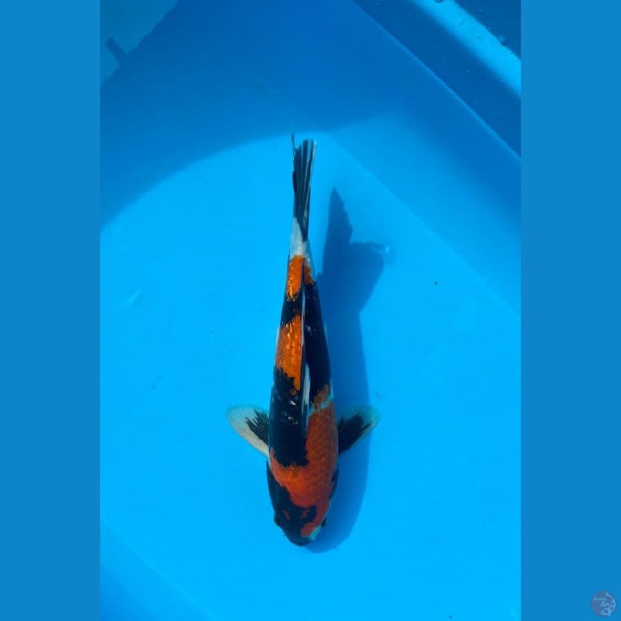 showa ginrin merah 34 cm