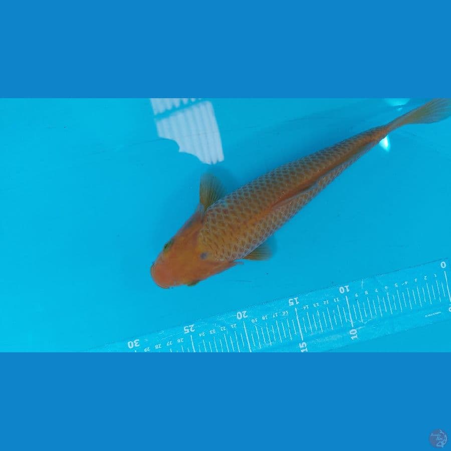 breed aziz 30cm male