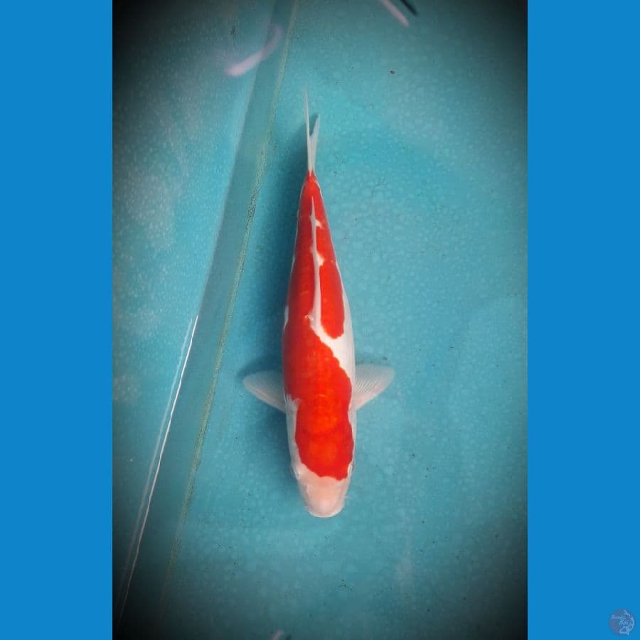 kohaku doitsu male