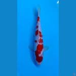 Kohaku SQ 27cm