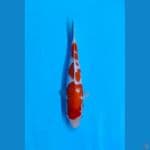 Kohaku SQ 3step 27cm