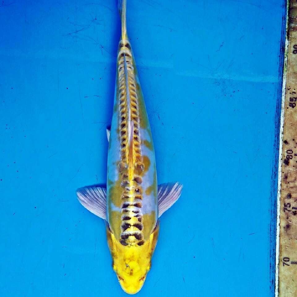 Hariwake
