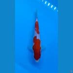 Kohaku SQ 24cm