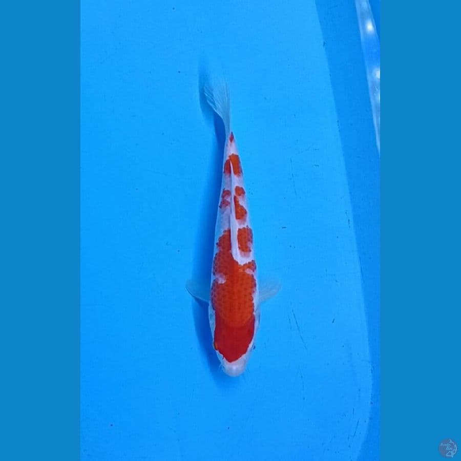 Kohaku SQ 24cm