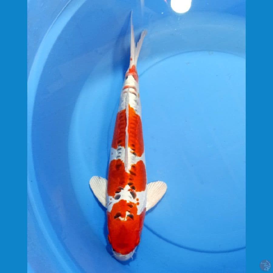 KIKOKURYU 40 CM MALE . 