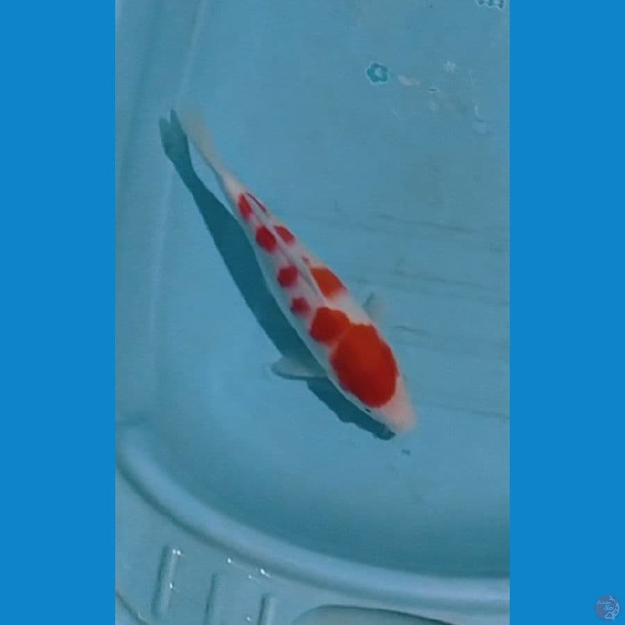 kohaku