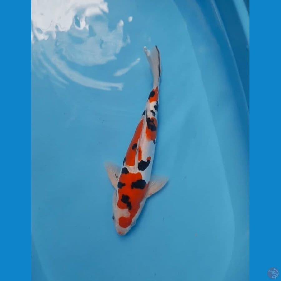 sanke doitsu murni 33 cm