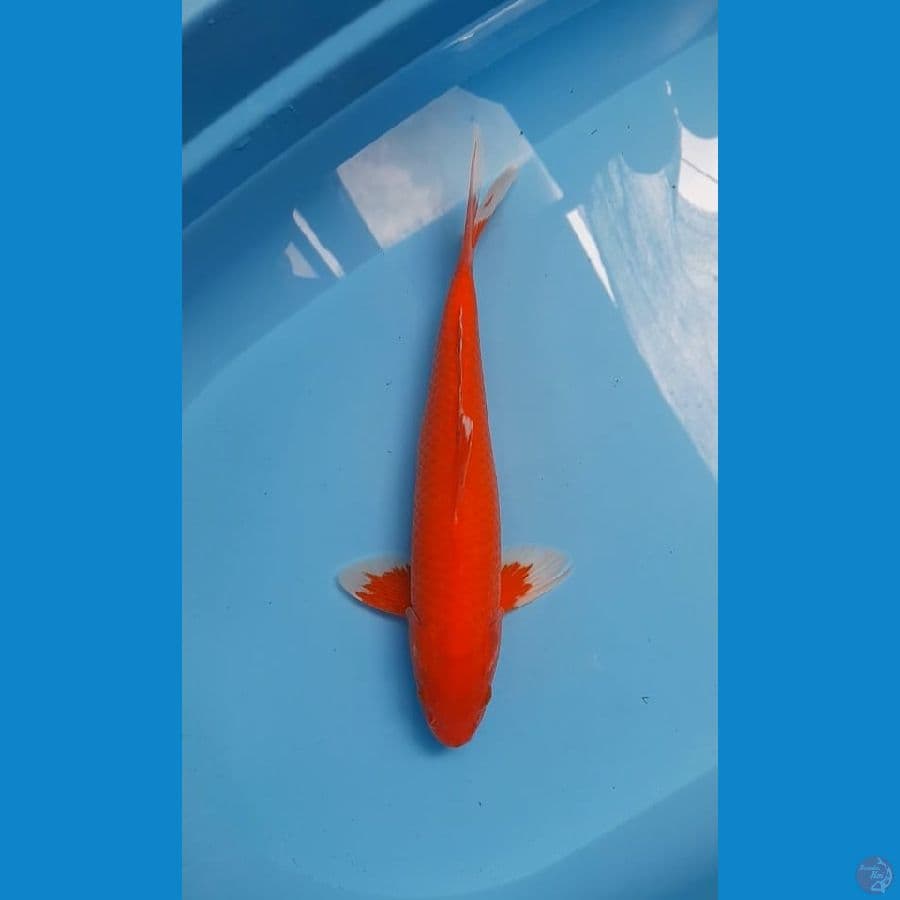 akahajiro 35 cm 